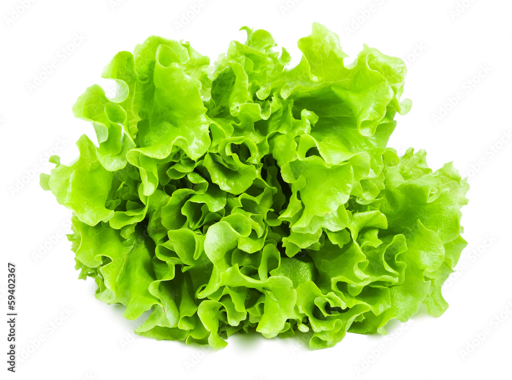 Canvas Prints lettuce