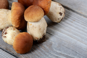 The raw boletus edulis a background