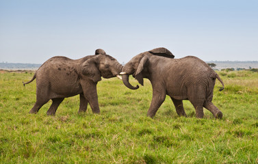 fighting african elephants in the savannah - masai mara - 59402948