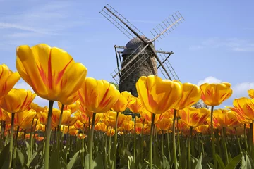 Fotobehang Tulpen in Nederland met molen © Blickfang