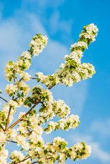 blossoming apple tree, spring flowers