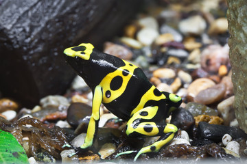 Dendrobates frog