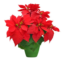 beautiful poinsettia