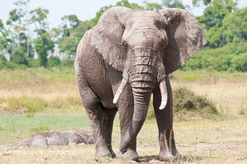 Fototapeta na wymiar african elephant in the savannah - national park masai mara