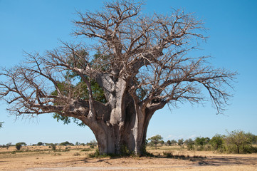 huge baobab tree in tanzania - national park selous game reserve