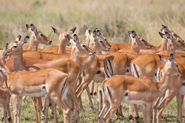 Naklejka na ściany i meble impalas crowded together in the savannah in kenya