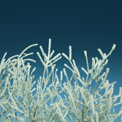 frost winter branches - vintage retro style