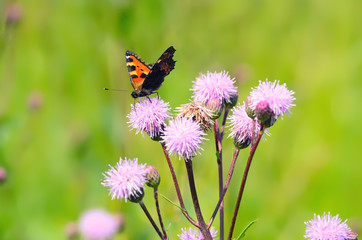 Aglais urticae butterfly on flowers