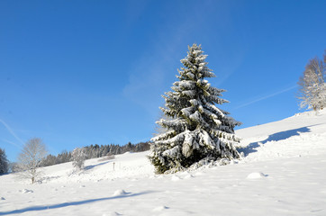 Fichte Baum im Schnee Weihnachtsbaum