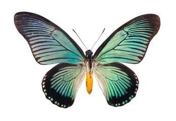 Photo sur Aluminium Papillon Papillon Papilio Zalmoxis