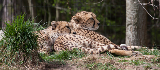 Cheetah