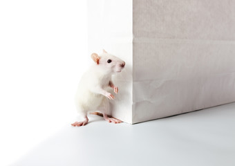 rat and paper bag