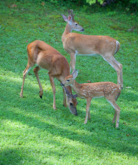 Deer family meal