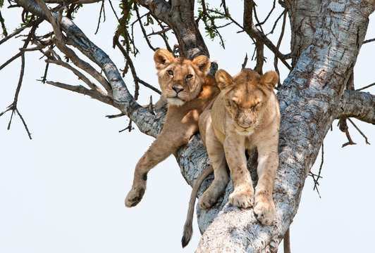 two young lions resting on a tree - national park masai mara