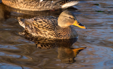 duck on the lake