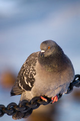 Pigeon