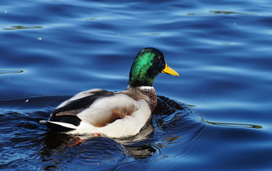 duck on the lake