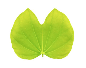 Fototapeta premium Single isolated leaf on a white background