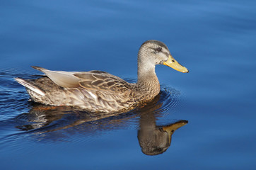 Fototapeta premium duck on the lake