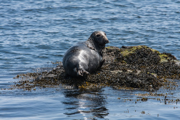 Naklejka premium Bardsey Island 