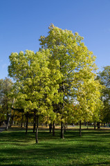 Fototapeta premium Park in the fall