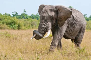 Fototapeta na wymiar Słoń afrykański z pnia w skręconych sawanny
