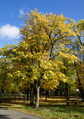 Naklejka premium Park in the fall