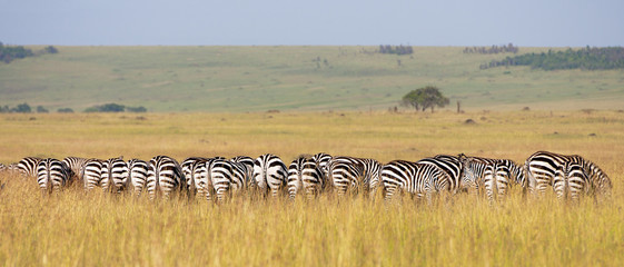 crowded herd of zebras grazing in the savannah - back view - 59409196