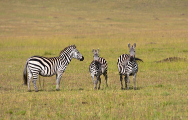 Fototapeta na wymiar group of zebras standing in the savannah looking at camera
