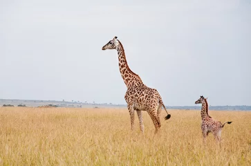 Crédence de cuisine en verre imprimé Girafe Girafe femelle avec bébé dans la savane en Afrique de l& 39 Est