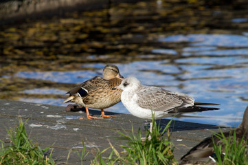 seagulls and ducks