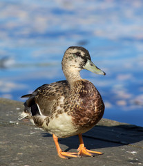 duck on the lake