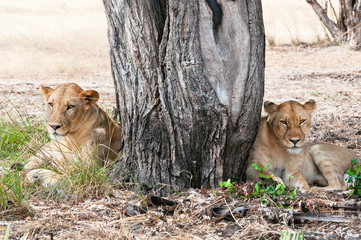 two female lions lying under a tree in the savannah