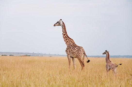 female giraffe with baby in the savannah in east africa
