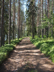 forest road