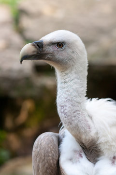 Vautour fauve