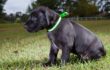 Obraz premium Big and black purebred Great Dane puppy on a grassy field outdoors