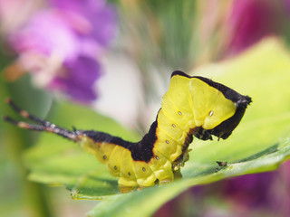 Catterpillar of the Cerura