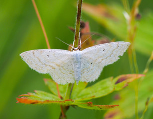 butterfly on a plant
