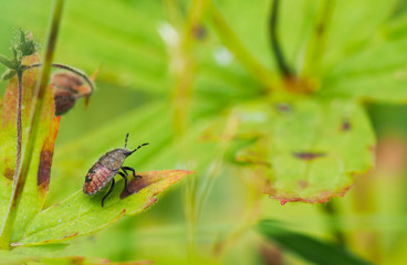 Forest bug on a flower