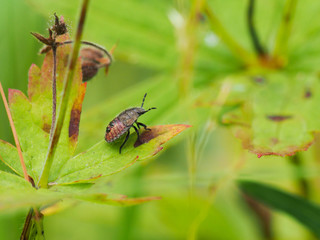 Forest bug on a flower