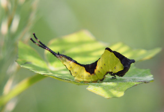 Catterpillar of the Cerura