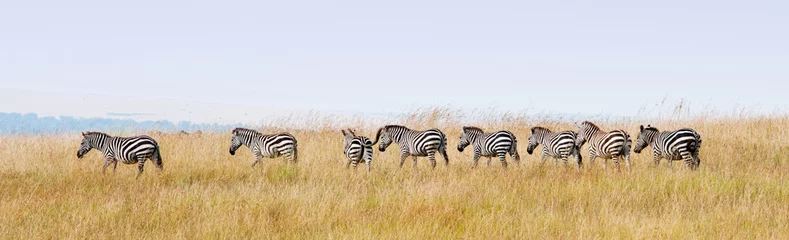 Rolgordijnen zebra& 39 s op een rij wandelen in de savanne in afrika - masai mara © Alexandra Giese