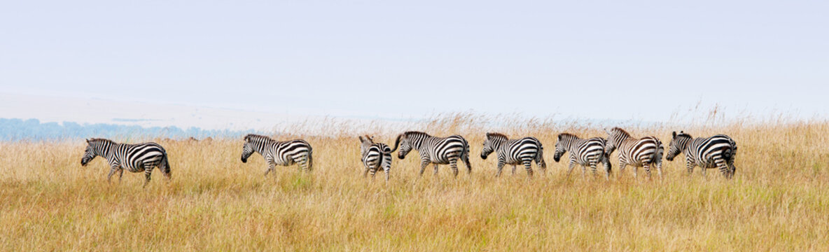 Fototapeta zebras in a row walking in the savannah in africa - masai mara