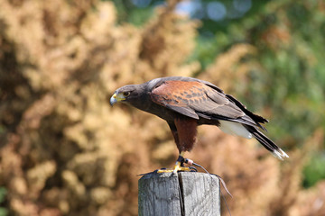 Harris hawk - falconry bird
