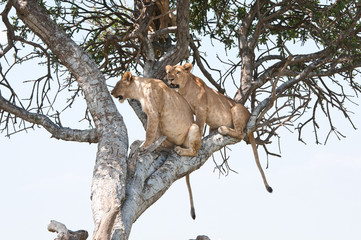 Naklejka premium two young lions on a tree - national park masai mara