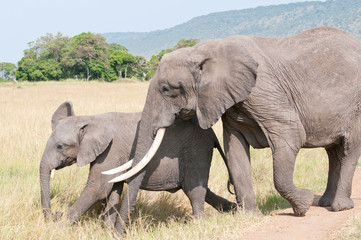 Fototapeta premium african elephant with baby walking in the savannah