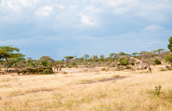 three giraffes in the national park selous game reserve