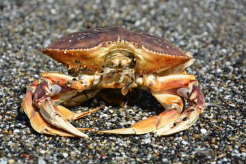 Crab