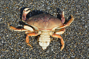 Crab